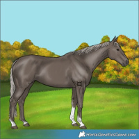 Horse Color:Silver Black Tobiano 