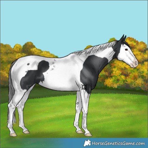 Horse Color:Black Splash Tobiano 