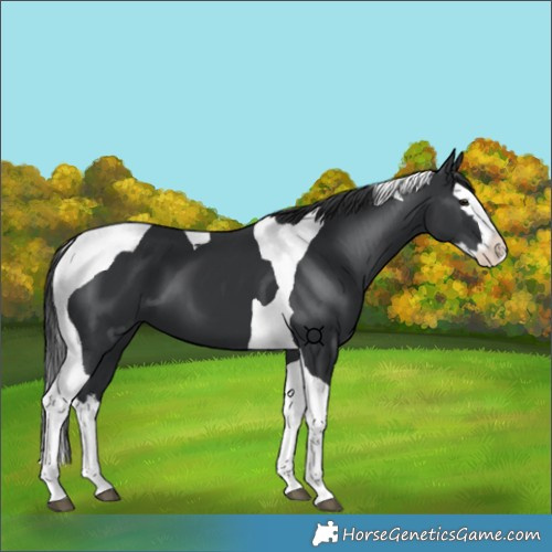 Horse Color:Black Splash Tobiano 