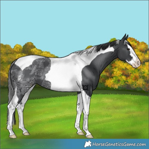 Horse Color:Black Ice Splash Tobiano 