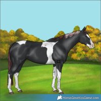 Horse Color:Painted Black Splash Tobiano 