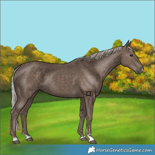 Horse Color:Silver Black 