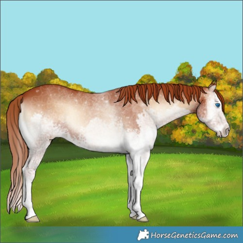 Horse Color:White Spotted Red Onyx Splash 