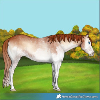 Horse Color:White Spotted Red Onyx Splash