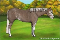 Horse Color:Silver Black Sabino Rabicano 
