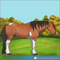 Horse Color:Bay Tobiano Rabicano 