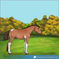 Horse Color:Bay Tobiano Rabicano 