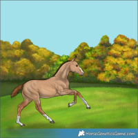 Horse Color:Unknown 