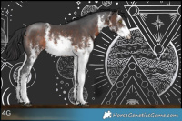 Horse Color:White Spotted Bay Sabino 