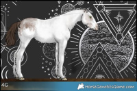 Horse Color:White Spotted Liver Chestnut Sabino Rabicano 