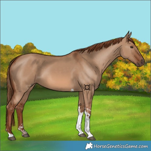 Horse Color:Red Dun Tobiano 