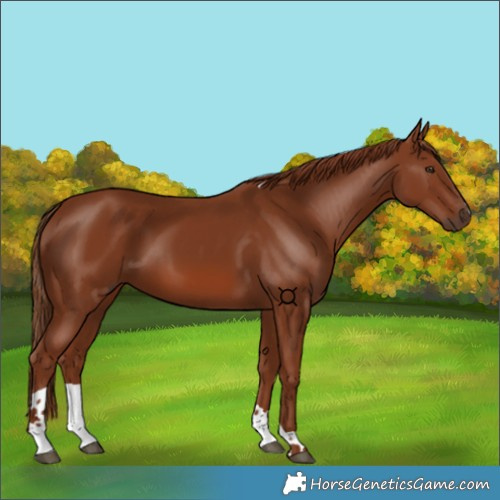 Horse Color:Chestnut Tobiano 