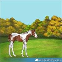 Horse Color:Chestnut Splash Tobiano