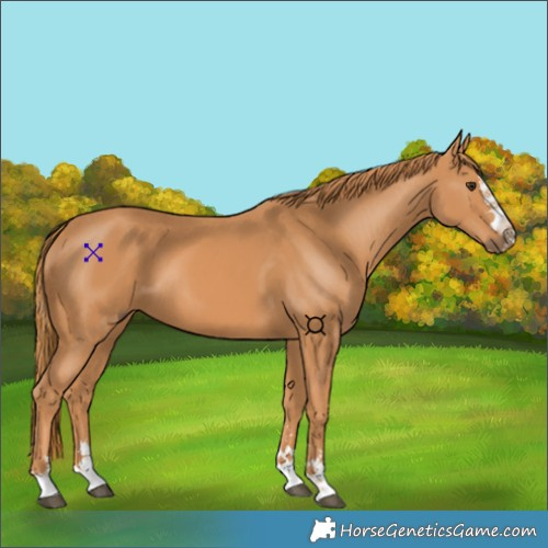 Horse Color:Chestnut 