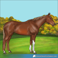 Horse Color:Chestnut Tobiano