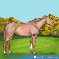 Horse Color:Red Dun Tobiano 