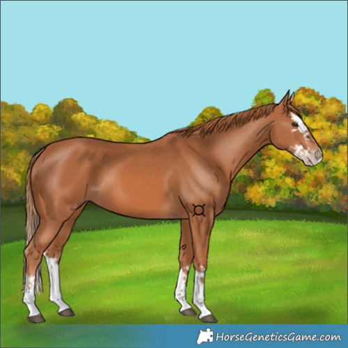 Horse Color:Chestnut Splash 