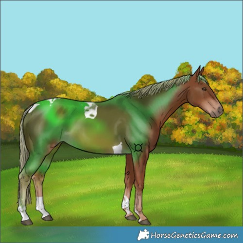 Horse Color:Chestnut Tobiano 