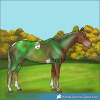 Horse Color:Chestnut Tobiano