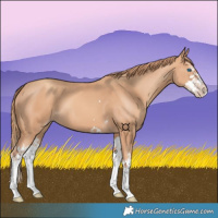 Horse Color:Gold Champagne Splash 