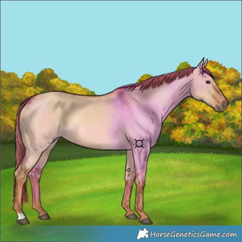 Horse Color:Red Dun 