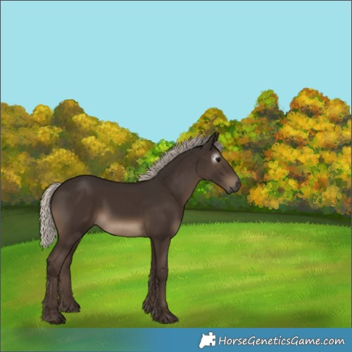 Horse Color:Gray White Spotted Silver Black 