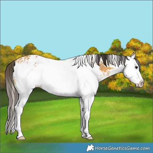 Horse Color:White Spotted Buckskin Splash 