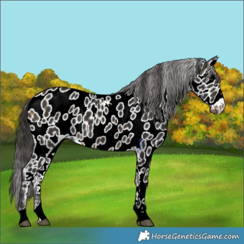 Horse Color:Buckskin Appaloosa 
