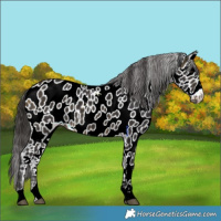 Horse Color:Buckskin Appaloosa