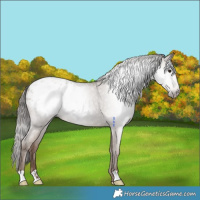 Horse Color:Gray Classic Champagne Appaloosa 