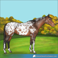 Horse Color:Brown Tobiano Appaloosa 