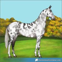 Horse Color:Gray Silver Brown Tobiano Appaloosa Rabicano 
