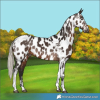 Horse Color:Gray Silver Brown Tobiano Appaloosa Rabicano 