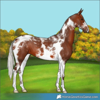 Horse Color:Silver Brown Tobiano 