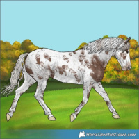 Horse Color:Silver Black Splash Tobiano