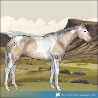 Horse Color:Gray Silver Bay Ice Dun Tobiano 