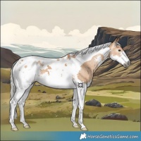 Horse Color:Gray Silver Bay Dun Splash Tobiano 