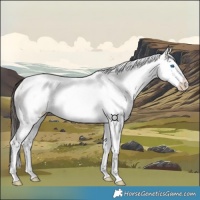Horse Color:White Spotted Bay Dun Splash Tobiano 