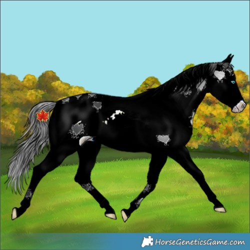 Horse Color:White Spotted Black Splash 