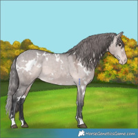 Horse Color:Platinum White Spotted Bay Dun Varnish 