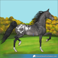 Horse Color:Platinum Brown Dun Appaloosa 