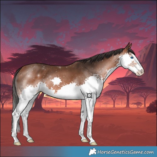 Horse Color:Bay Splash 