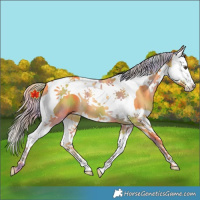 Horse Color:Nacre Palomino Splash Tobiano 