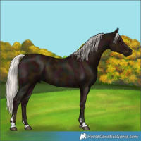 Horse Color:Midnight Silver Black 