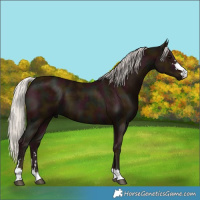 Horse Color:Midnight Silver Black 