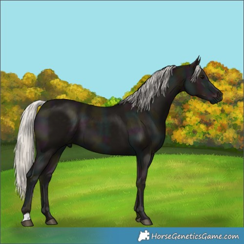 Horse Color:Midnight Silver Smoky Black 