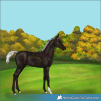 Horse Color:Midnight Silver Black 