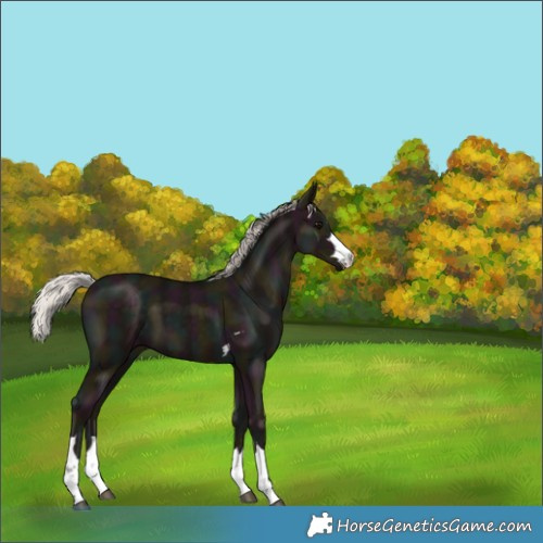 Horse Color:Midnight Silver Black