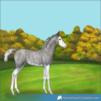 Horse Color:Midnight Silver Grullo Roan Splash 