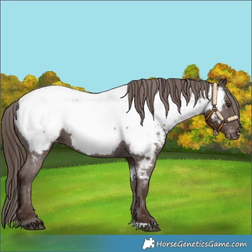 Horse Color:Liver Chestnut Appaloosa 